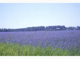 Зображення для оголошення Продам семена Фацелии