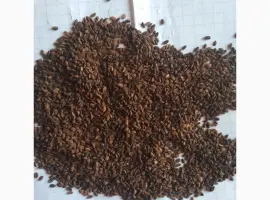 Зображення для оголошення Продам семена Фацелии