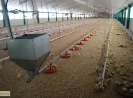 Зображення для оголошення Продам оборудование для напольного выращивания бройлеров
