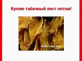 Зображення для оголошення Куплю табачный лист   для сигарет 1 кг ,ОПТОМ ! Дорого! Вся Украина
