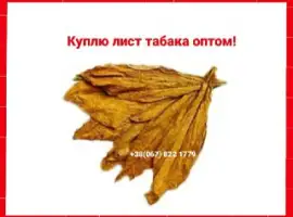 Зображення для оголошення Куплю табачный лист для сигарет 1 кг, только  ОПТ ! Вся Украина