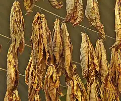 Зображення для оголошення Куплю ТАБАК ЛИСТОВОЙ СУШЕНЫЙ ОПТОМ для сигарет 1 кг! Разных видов сортов! Вся Украина! Дорого