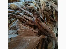 Зображення для оголошення Куплю лист тютюну для самокруток