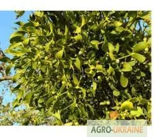 Зображення для оголошення Омела біла пагони