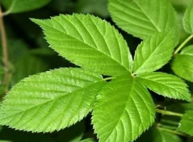 Зображення для оголошення Куплю сухий лист ожини