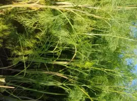 Зображення для оголошення Продам кріп парасольки