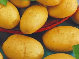 Зображення для оголошення Насіння картоплі Асоль (насіння)