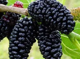 Зображення для оголошення Шовковиця (сіянець) (саджанці)