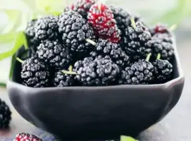 Зображення для оголошення Шовковиця звивиста Тортуоза (щеплена)