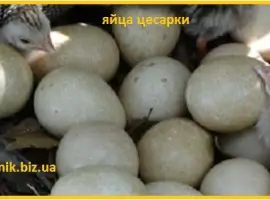 Зображення для оголошення Інкубаційні яйця цісарки сіро-крапчастої