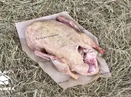Зображення для оголошення Качка домашня