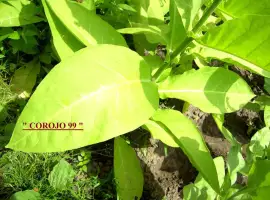 Зображення для оголошення Продаю семена табака - 7 сортов и Махорки