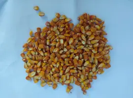 Зображення для оголошення Кукурудза кормова сушена врожай 2025 9 грн/кг.