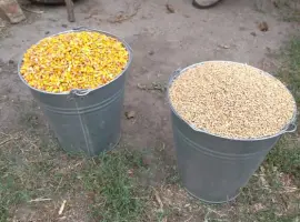 Зображення для оголошення Зерно (кукурудза кормова ) та суміші