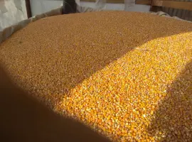 Зображення для оголошення Кукурудза кормова