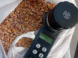 Зображення для оголошення Продам кукурудзу кормову