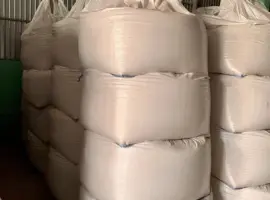 Зображення для оголошення Насіння просо Вітрило