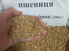 Зображення для оголошення Пшениця, Кукуруза, Соняшник, Овес, Ячмінь, Просо
