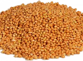 Зображення для оголошення Насіння просо Біла альтанка, 1 репродукція.