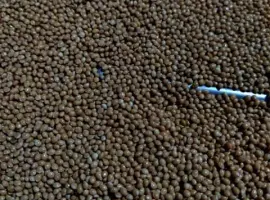 Зображення для оголошення Продам насіння просо для пожнивних посівів