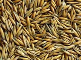 Зображення для оголошення Продам овес, сорти Парламентський та Світанок С-1