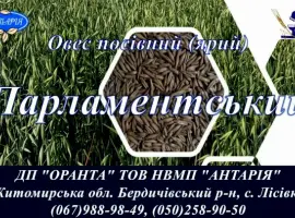 Зображення для оголошення Насіння вівса Парламентський