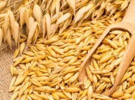 Зображення для оголошення Продам овес