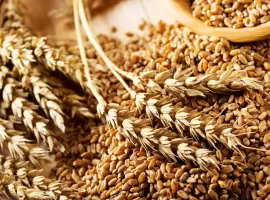 Зображення для оголошення Продам овес