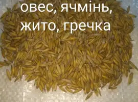 Зображення для оголошення Овес посівний, Ячмінь ярий, Жито, Гречка, Вика