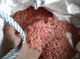 Зображення для оголошення Зерно жито протруєне