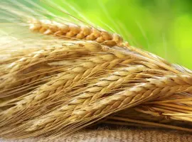 Зображення для оголошення Продам насіння жита