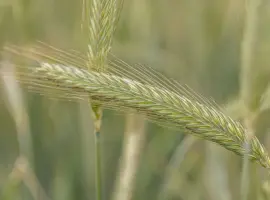 Зображення для оголошення Жито КВС Тайо (1 млн насіння)