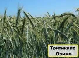 Зображення для оголошення Семена Тритикале Гарне
