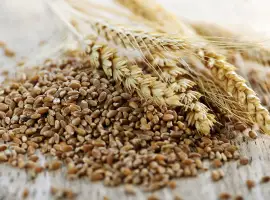 Зображення для оголошення Продам зерно тритікале