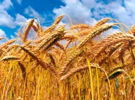 Зображення для оголошення Семена озимого тритикале Славное, 1 репродукция