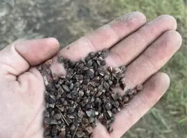 Зображення для оголошення Продам насіння гречки