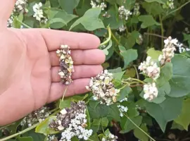 Зображення для оголошення Продам насіння гречки
