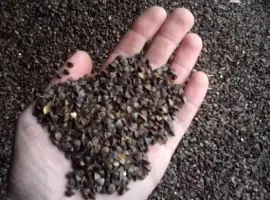 Зображення для оголошення Продам насіння гречки