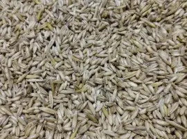 Зображення для оголошення Продам овес.голозерний.