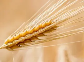 Зображення для оголошення Продам ярий ячмінь