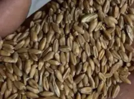 Зображення для оголошення Продам ярий ячмінь