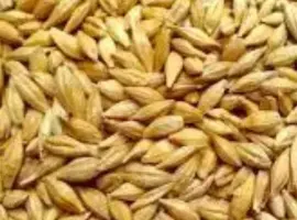 Зображення для оголошення Продам ячмінь озимий та ярий