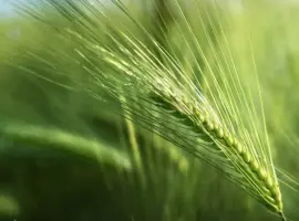 Зображення для оголошення Продам посівний ячмінь Шедевр