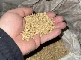 Зображення для оголошення Ячмінь посівний Геліос