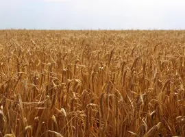 Зображення для оголошення НАСІННЯ ЯРОГО ЯЧМЕНЮ