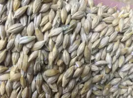 Зображення для оголошення Продам насіння ячмінь Себастіан пивоварний