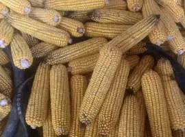 Зображення для оголошення Продам кукурудзу в качанах