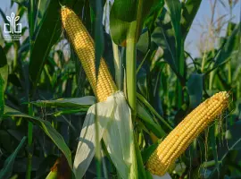 Зображення для оголошення Продам кукурудзу в качанах