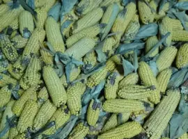 Зображення для оголошення Продам кукурудзу в качанах або зерно 5.8/7.8