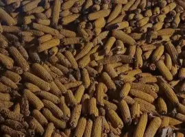 Зображення для оголошення Продам кукурудзу у качані